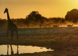 Namibia 2024 – Dia 03 – Etosha – Halali