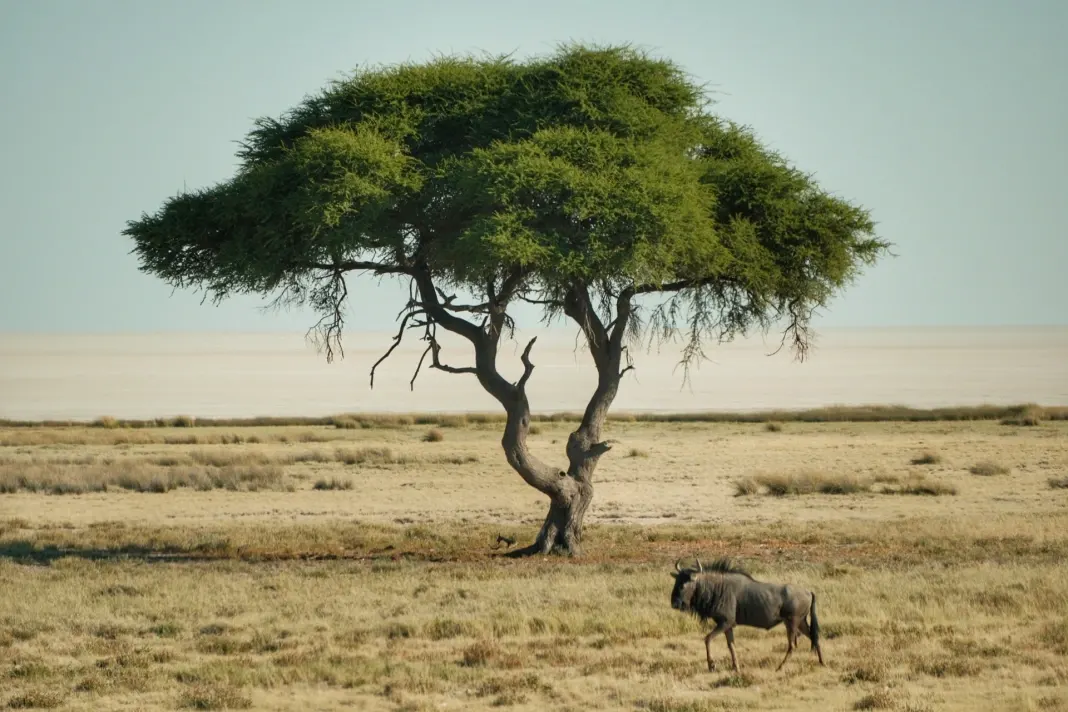dia04-etosha-10