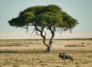 Namibia 2024 – Dia 04 – Etosha – Okaukuejo