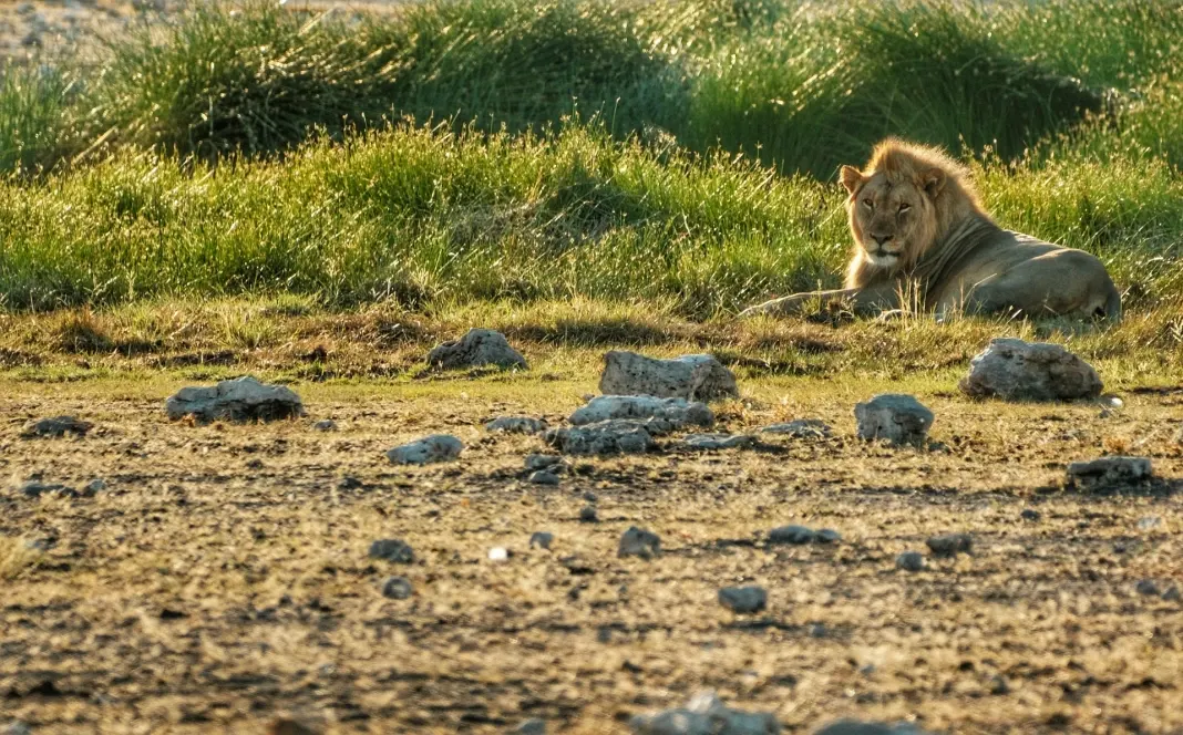 dia04-etosha-12
