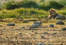 Itinerário de duas semanas na Namibia