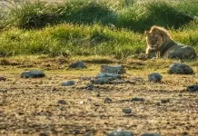 Itinerário de duas semanas na Namibia