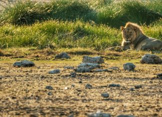 Itinerário de duas semanas na Namibia