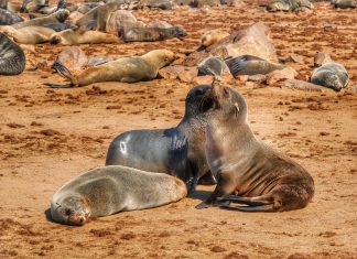 Namibia 2024 – Dia 06 – Swakopsmund