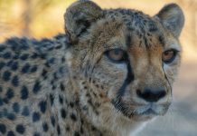 Namibia 2024 – Dia 14 – Quiver Tree Forest Camp