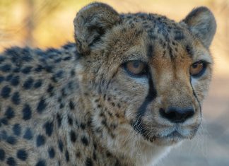 Namibia 2024 – Dia 14 – Quiver Tree Forest Camp