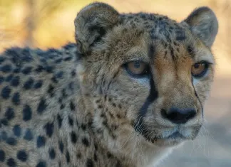 Namibia 2024 – Dia 14 – Quiver Tree Forest Camp