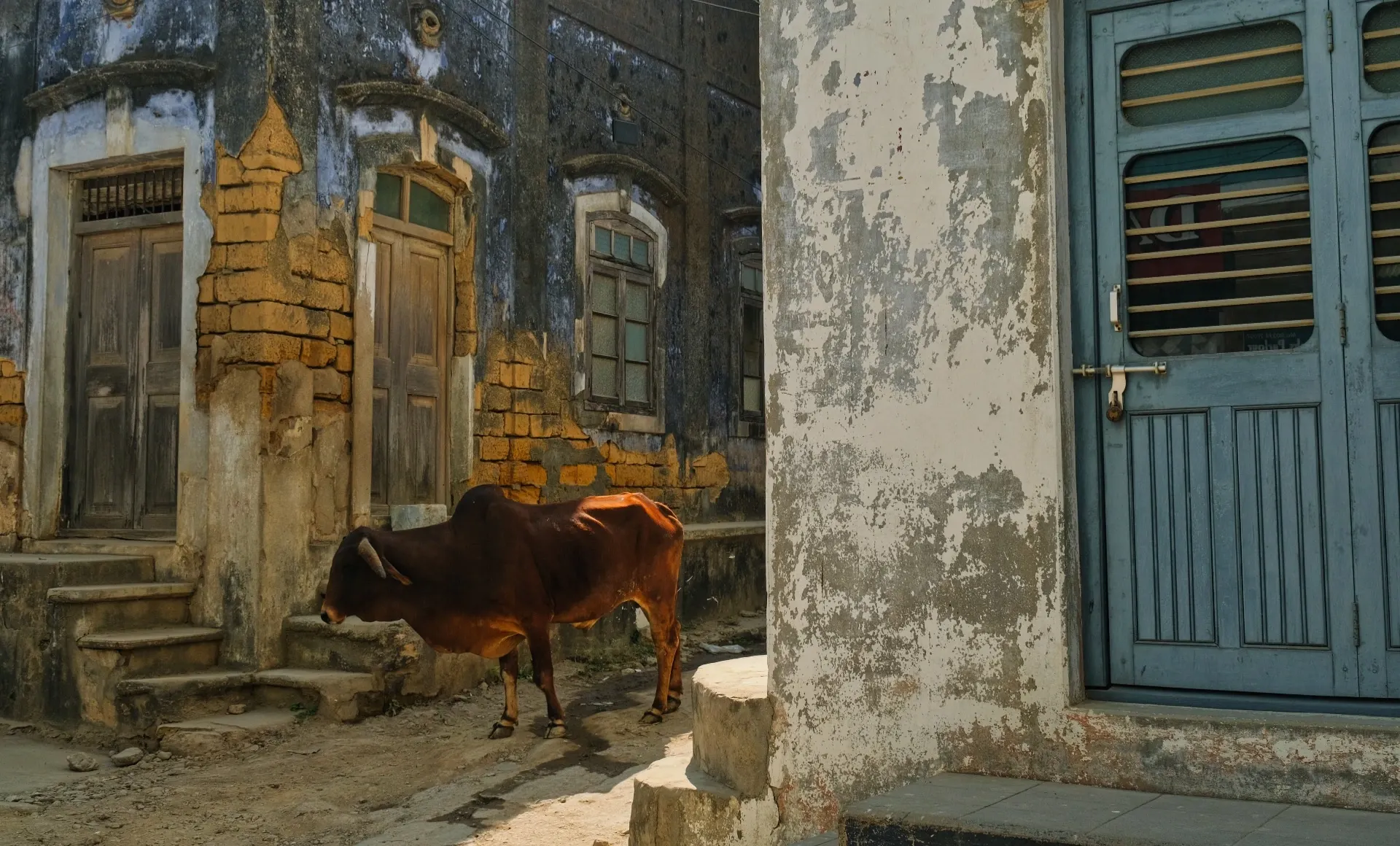 Uma vaca sagrada passeia-se pelo bairro hindu de Diu