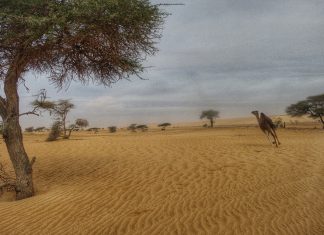 Mauritânia – Dia 12 – Atar